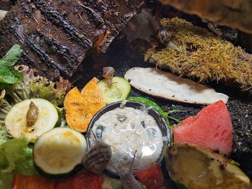(25) Moritz und Yoshi - Kessis Schneckenbande.jpg