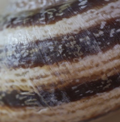 Otala_lactea_Struktur.jpg