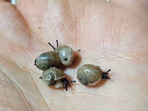 Wer bin ich - Babyschnecken - Kessis Schneckenbande (1).jpg