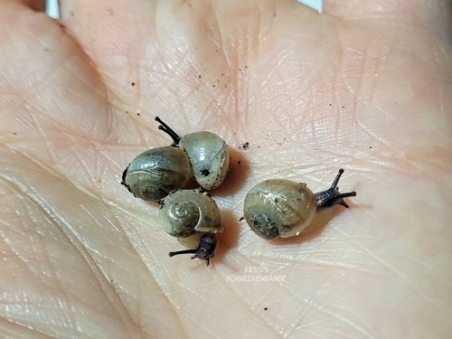 Wer bin ich - Babyschnecken - Kessis Schneckenbande (3).jpg