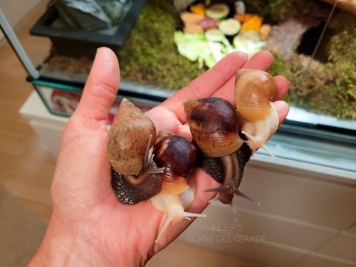 Berta-Babies knapp 10 Wochen alt.jpg