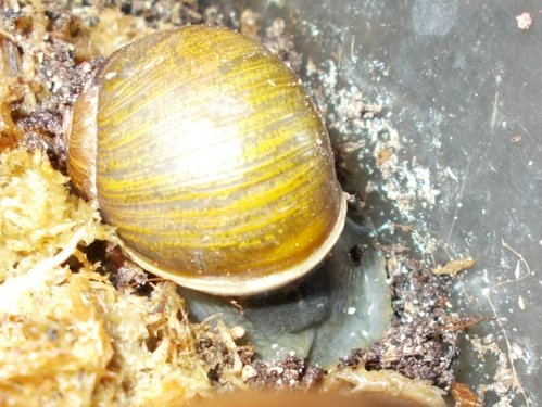 RSCN6816.JPG