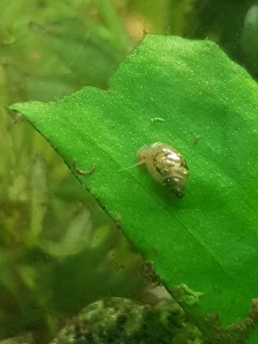 Wasserschnekcken II.jpeg