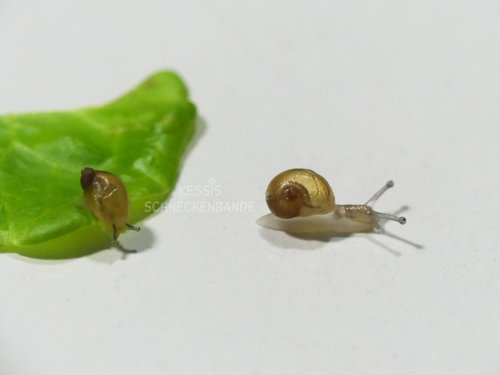 Schneckenbabies - Kessis Schneckenbande (2).jpg