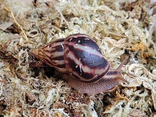 Limicolaria flammea light u dark - Kessis Schneckenbande (2).jpg