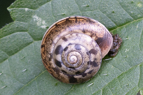 Junge Cepaea sp. a.jpg