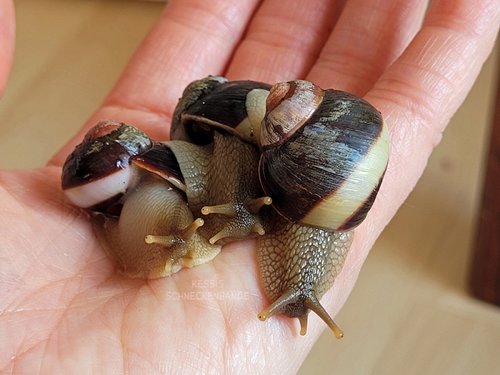 Acavus haemastoma - Kessis Schneckenbande (1).jpg