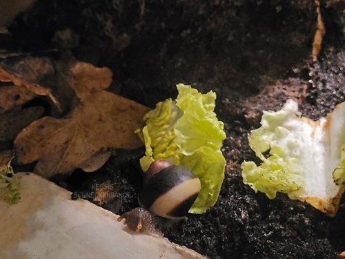 Acavus haemastoma - Kessis Schneckenbande (2).jpg