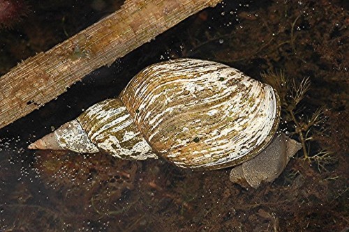 DSC_1360 Wasserschnecke, Ausschnitt, Schärfe 56 %.jpg