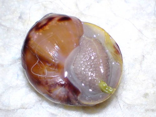 Ü-EI 18.08.09 01.jpg