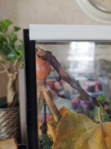 InkedRosa_andere Seite.jpg