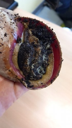 Schnecke.jpg