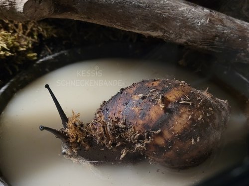 Ich hab die Haare schön ich hab die Haaaare schön - Kessis Schneckenbande (1).jpg