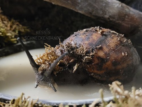 Lacht die mich etwa aus - Kessis Schneckenbande (2).jpg