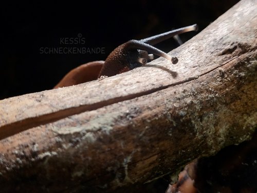 He-was-buddelt-der-da-im-Matschbad-herum---hoffentlich-findet-er-meinen-versteckten-Gammarus-nicht---Kessis-Schneckenbande.jpg
