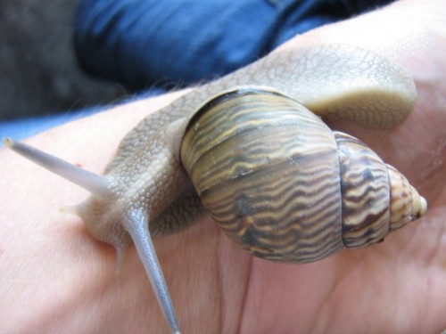 Schnecke-ganz.jpg