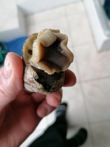 IMG_20210519_173524 (4).jpg