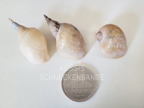 2023-04-09-wer-hat-da-drin-gewohnt-Kessis Schneckenbande (2).jpg