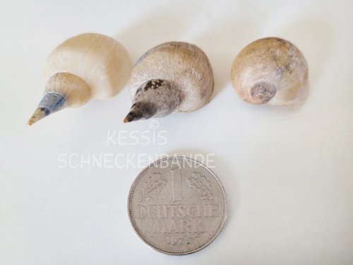 2023-04-09-wer-hat-da-drin-gewohnt-Kessis Schneckenbande (3).jpg