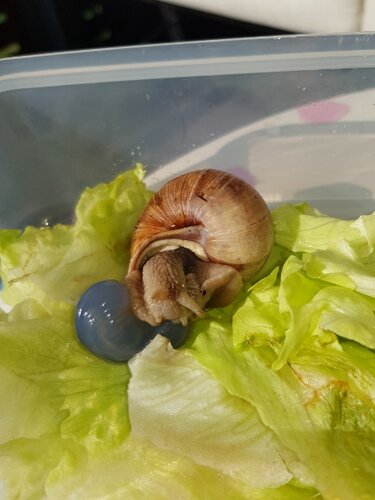 Weinbergschnecke.jpg