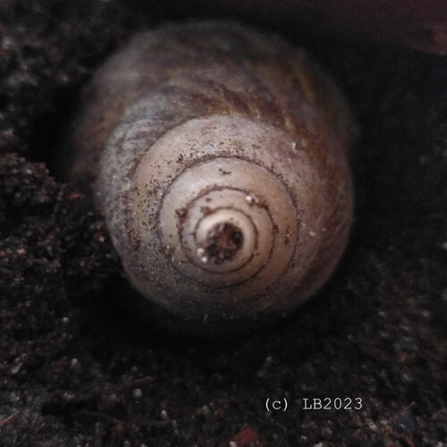 IMG_20230616_064423 (2).jpg