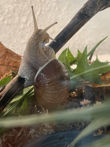 Mittel (IMG_9277).jpeg