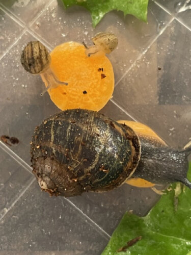 Mittel (IMG_9330).jpeg