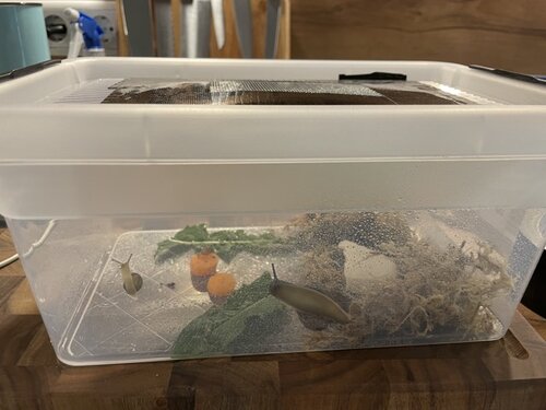 Mittel (IMG_9341).jpeg