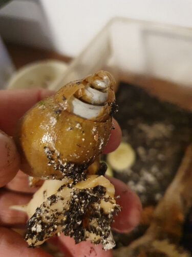 Schnecke kaputt.jpg