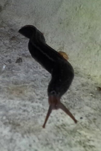 vlcsnap-2023-11-18-18h21m09s987 Schwarze Nacktschnecke mit 3 Streifen Nr 3, vlt. Schwarzer Schnegel (linke Futterbox).png.jpg