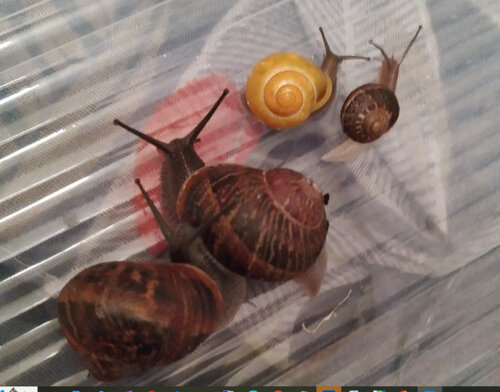 Schnecken Familie.png