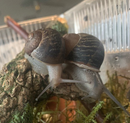 Elfriede und Hannibal.png