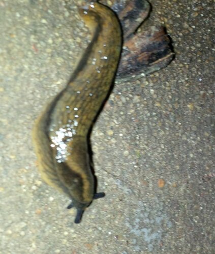 IMG_20231225_202200 Braunschwarze Junge Nacktschnecke Kellertreppe unter Kellerteppichmatte scharf.jpg