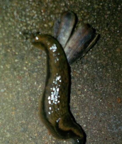 IMG_20231225_202152 Braunschwarze Junge Nacktschnecke Kellertreppe unter Kellerteppichmatte scharf.jpg