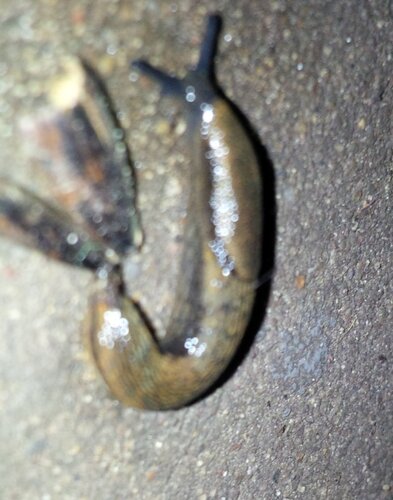 IMG_20231225_202333 Braunschwarze Junge Nacktschnecke Kellertreppe unter Kellerteppichmatte.jpg