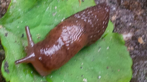 IMG_20231225_130314 Dunkelbraune junge Nacktschnecke, vlt Kapuzinerschnecke braune Spanische Wegschnecke, aber Flecken5.jpg