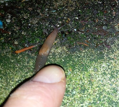 IMG_20231228_221219 3 gestreckt mit Atemloch + Fingernagel.jpg