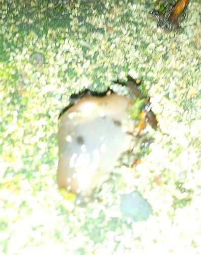 IMG_20231228_220844 3 hellgraue Unterseite unscharf.jpg