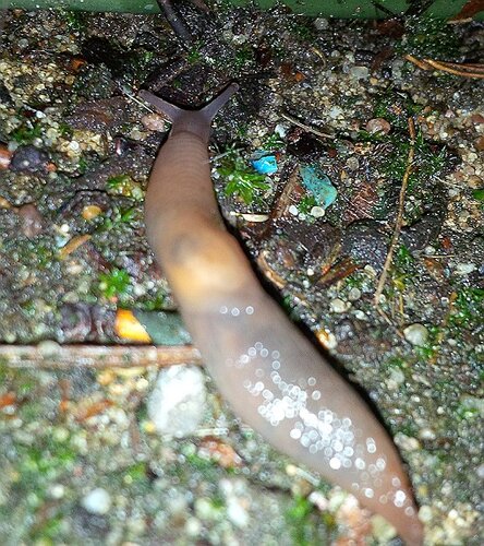 IMG_20231228_213835 3 dunkler Fleck links gegenüber Atemloch.jpg