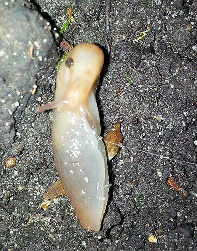 IMG_20231228_220202 4 teils hellgraue Unterseite.jpg