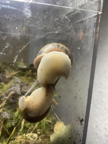 Cörnchen Schneggs.jpg