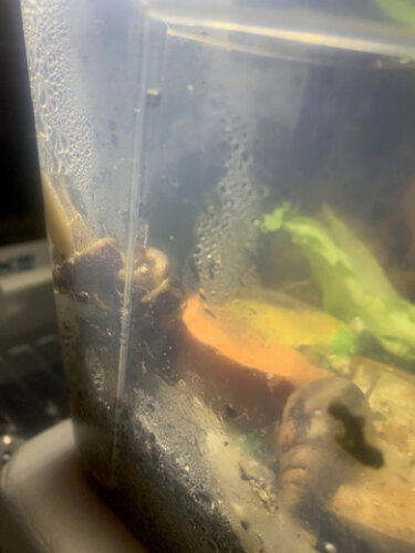 Limmis paarung 1.jpg