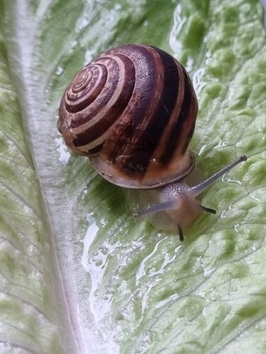 Schnirkel März 1.jpg