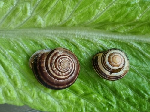 Schnirkel im Vergleich.jpg