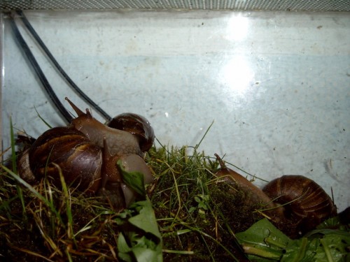 fulica.JPG