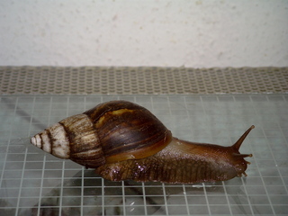 56.JPG