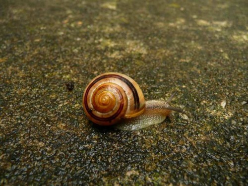 Schnecken 079.jpg