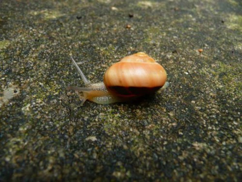 Schnecken 090.jpg