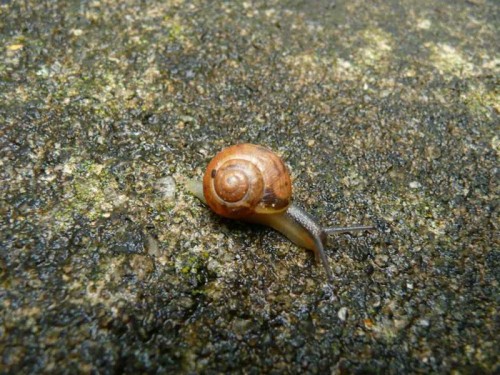 Schnecken 103.jpg
