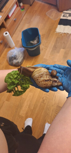 Schneggobert und Schneggoberta 2.jpg